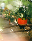 Retro Flower pot cherry red